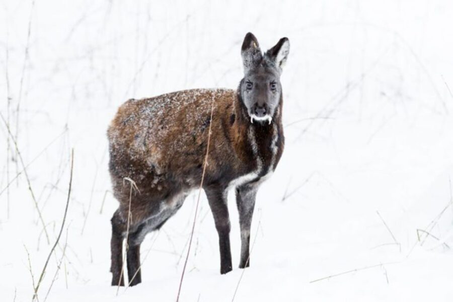 Rovaniemi: Ranua Zoo Entry Ticket w/ Walking Tour and Lunch - Why Ranua Zoo is such a smart Arctic outing