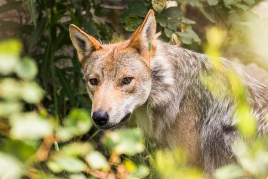 Rovaniemi: Ranua Zoo Entry Ticket w/ Walking Tour and Lunch - Exploring Ranua Zoo on your own: polar bears, arctic foxes, and moose vibes