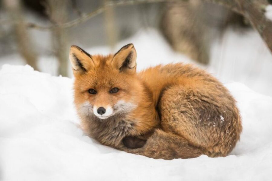 Rovaniemi: Ranua Zoo Entry Ticket w/ Walking Tour and Lunch - Lunch inside the zoo: stay warm and keep your day smooth