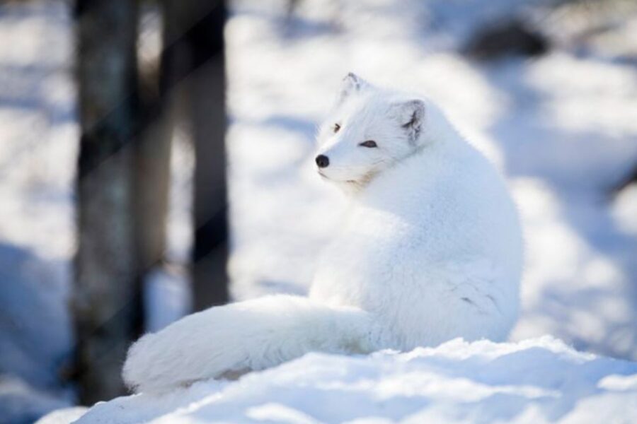 Rovaniemi: Ranua Zoo Entry Ticket w/ Walking Tour and Lunch - Fazer Chocolate Shop: a quick stop you’ll actually use