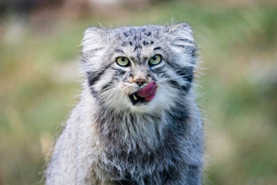 Rovaniemi: Ranua Zoo Entry Ticket w/ Walking Tour and Lunch - Price and value: is $146 per person worth it?