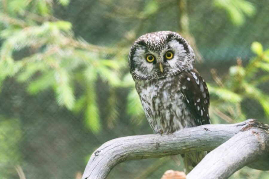 Rovaniemi: Ranua Zoo Entry Ticket w/ Walking Tour and Lunch - Weather and comfort: how to avoid turning the day into misery