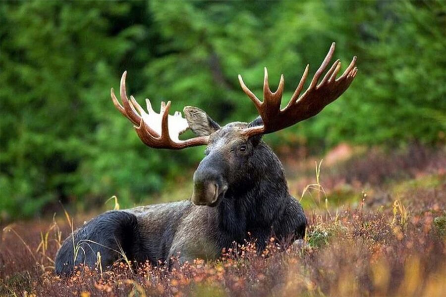 Rovaniemi: Ranua Zoo Entry Ticket with BBQ Picnic - Ranua Zoo near Rovaniemi: why the Arctic wildlife part feels different