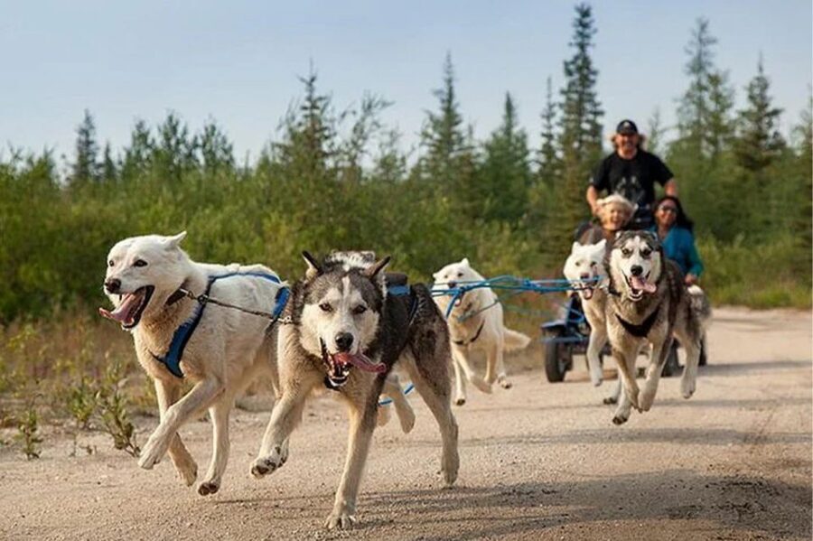 Rovaniemi: Ranua Zoo Entry Ticket with BBQ Picnic - More than 50 species: the Arctic “supporting cast” is worth your attention