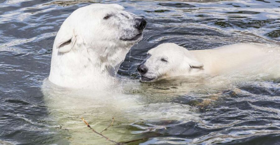 Rovaniemi: Ranua Zoo Entry Ticket with BBQ Picnic - Who this Ranua Zoo + BBQ tour is best for