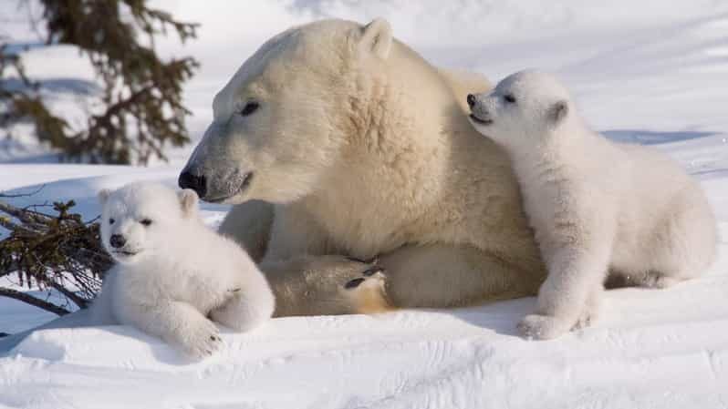 Rovaniemi: Ranua Zoo Visit with Lunch - Why Ranua Zoo feels like the smart Arctic animal day