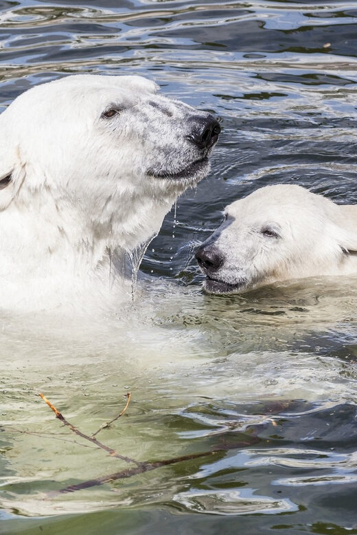 Rovaniemi: Ranua Zoo Visit with Lunch - Hotel pickup and the real meaning of a 6.5-hour day