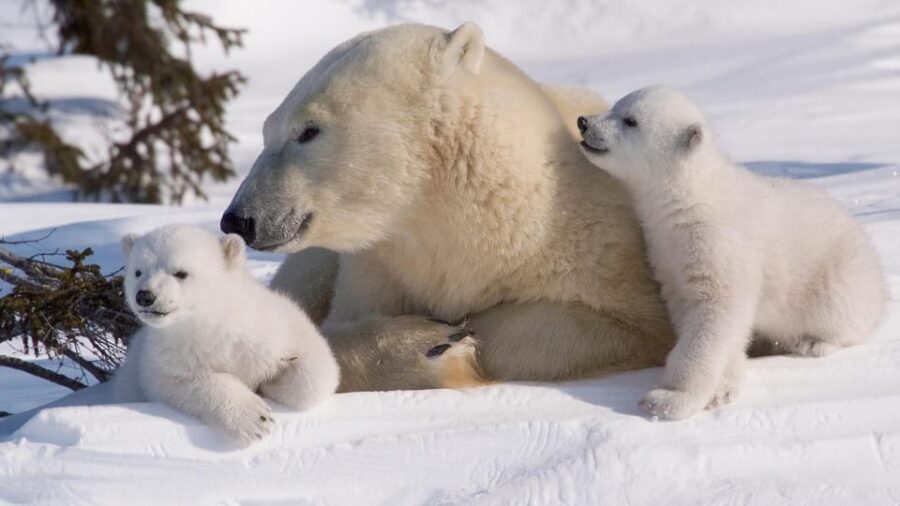 Rovaniemi: Ranua Zoo Visit with Lunch - Lappish lunch buffet: where value shows up