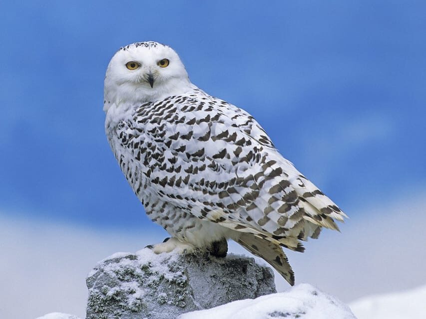Rovaniemi: Ranua Zoo Visit with Lunch - When daylight runs short: how to get better sightings