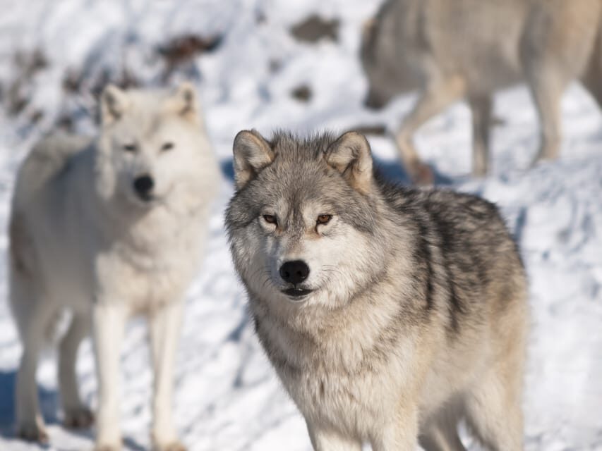 Rovaniemi: Ranua Zoo Visit with Lunch - Guide impact: small details that change the whole day