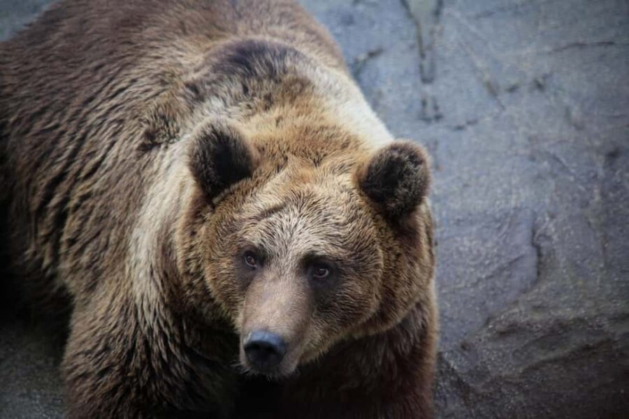 Rovaniemi: Ranua Zoo Wildlife Park Tour with hotel pickup - Key moments that make this tour worth your time