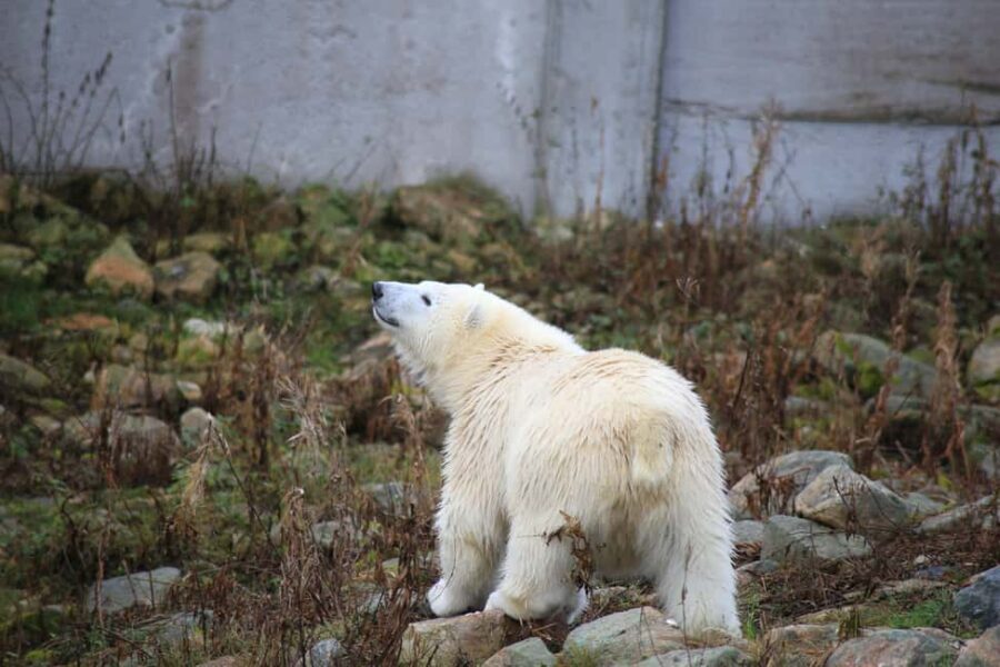 Rovaniemi: Ranua Zoo Wildlife Park Tour with hotel pickup - Hotel pickup in Rovaniemi: the smooth start you’ll feel right away
