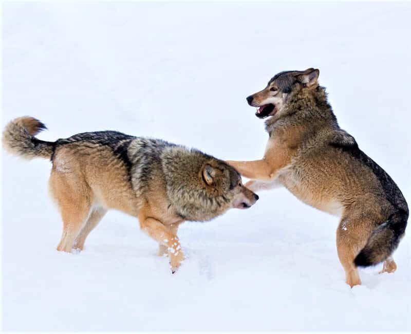 Rovaniemi: Ranua Zoo Wildlife Park Tour with hotel pickup - The 2.5 km zoo trail: how you’ll actually pace your visit