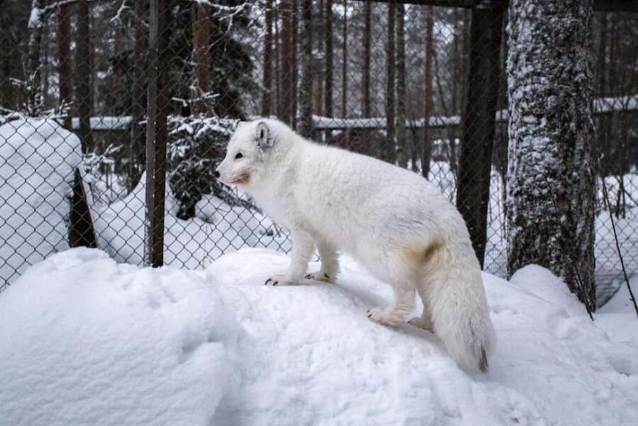 Rovaniemi: Ranua Zoo Wildlife Park Tour with hotel pickup - Should you book Ranua Zoo Wildlife Park with hotel pickup?