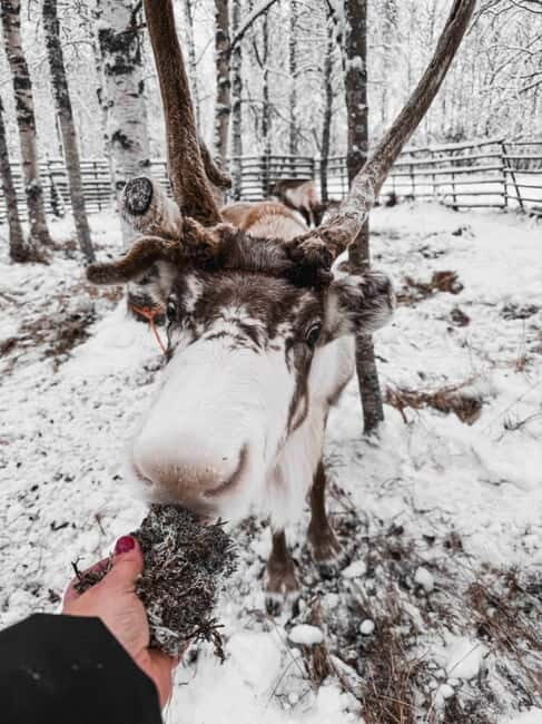 Rovaniemi: Reindeer Experience with Sleigh Ride - Key Takeaways Before You Go