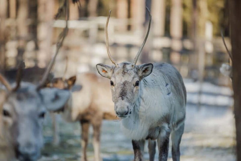 Rovaniemi: Reindeer Experience with Sleigh Ride - Rovaniemi’s Reindeer Manor: Pickup, Warm Gear, and the Real Start