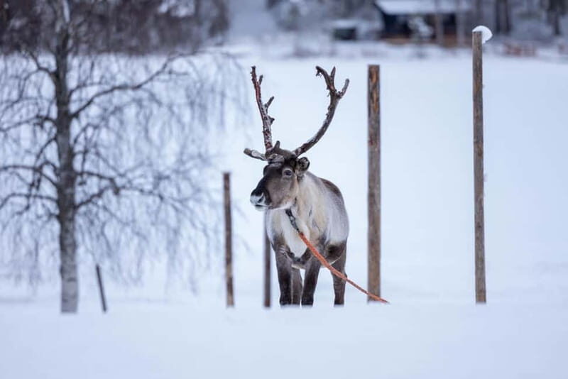 Rovaniemi: Reindeer Experience with Sleigh Ride - The Farm Visit: Meeting the Reindeer and Learning the Herding Rhythm