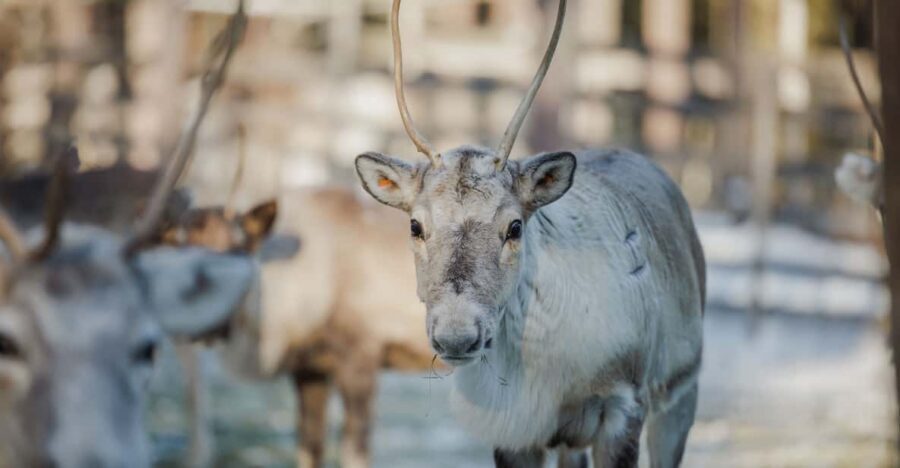 Rovaniemi: Reindeer Experience with Sleigh Ride - Warm Hut Break: Hot Juice, Biscuits, and Calmer Thoughts