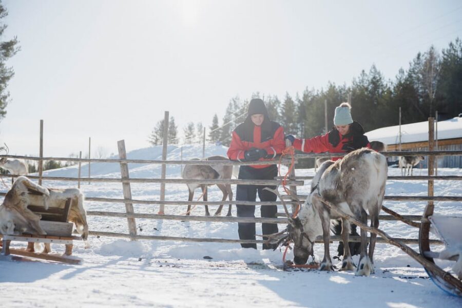 Rovaniemi: Reindeer Experience with Sleigh Ride - Price and Value: Is $99 Fair for a 2.5-Hour Stop?