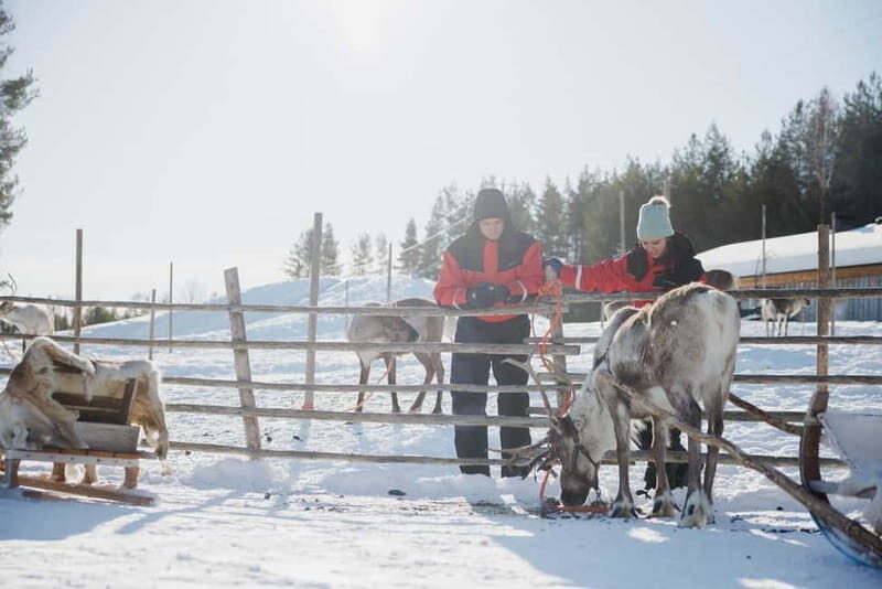 Rovaniemi: Reindeer Experience with Sleigh Ride - Where You Meet: Santa Claus Village vs the Rovaniemi City Office