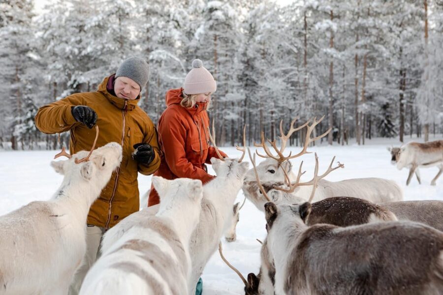 Rovaniemi: Reindeer Farm Visit and Sleigh Ride with transfer - Reindeer Farm to Sled Ride: What This 2-Hour Tour Really Feels Like