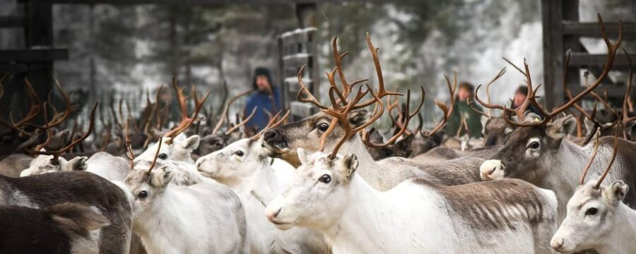 Rovaniemi: Reindeer Farm Visit and Sleigh Ride with transfer - Getting Picked Up in Rovaniemi: Cold-Weather Logistics That Matter