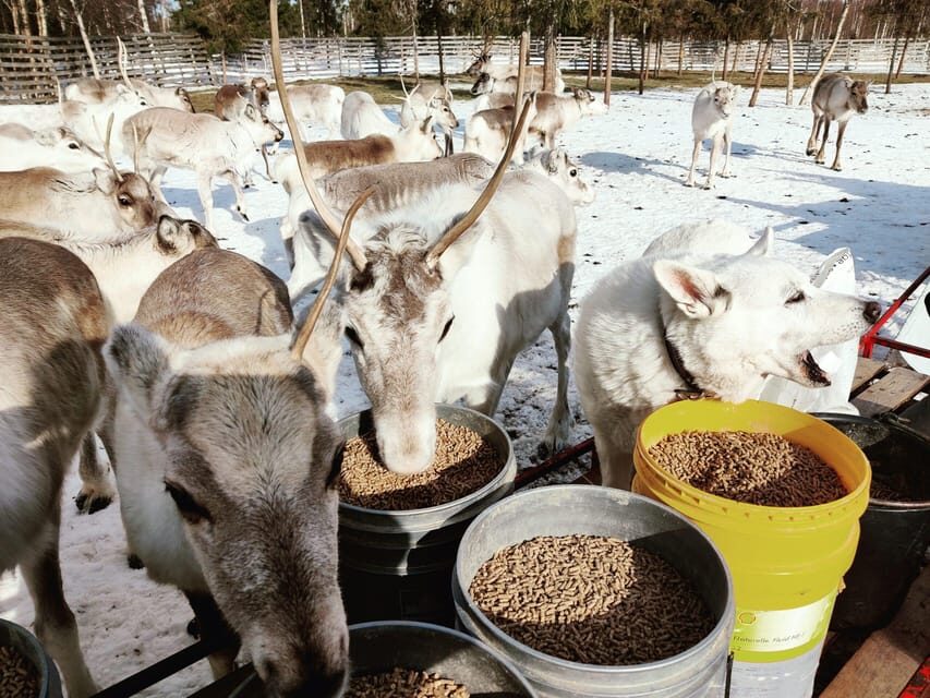 Rovaniemi: Reindeer Farm Visit and Sleigh Ride with transfer - Small Tips That Improve Your Experience Immediately