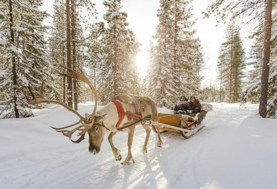 Rovaniemi: Reindeer Farm Visit and Sleigh Ride with transfer - Should You Book This Reindeer Farm and Sleigh Ride?