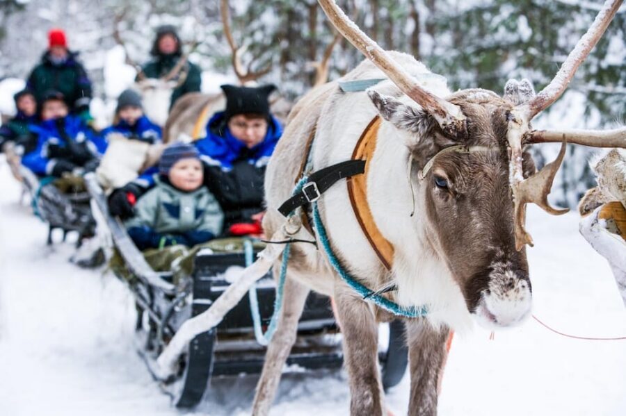 Rovaniemi: Reindeer Farm Visit and Sleigh Ride with transfer - At the Reindeer Farm: Sámi Culture and Up-Close Animal Time
