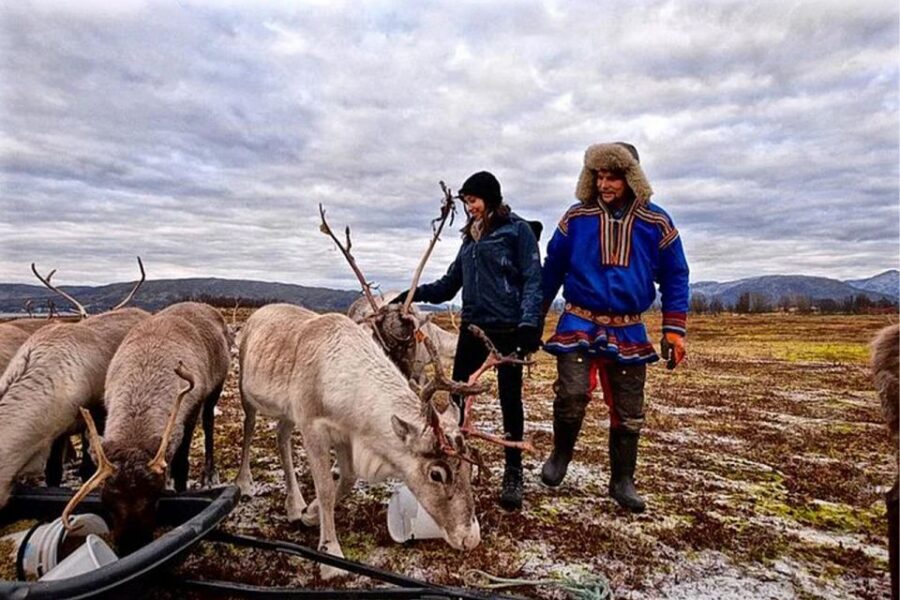 Rovaniemi: Reindeer Farm Visit in the Summer - Key Things To Know Before You Go