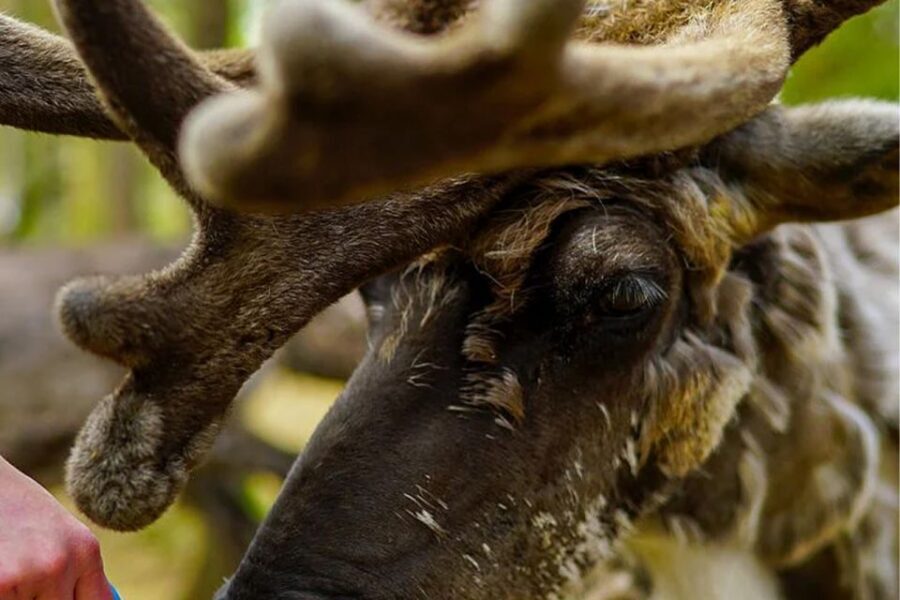 Rovaniemi: Reindeer Farm Visit in the Summer - What You’ll Learn From Reindeer Herding in Northern Lapland