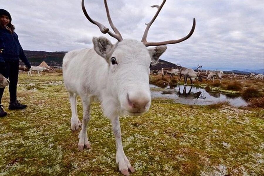 Rovaniemi: Reindeer Farm Visit in the Summer - Greet, Feed, and Take Photos With the Reindeer