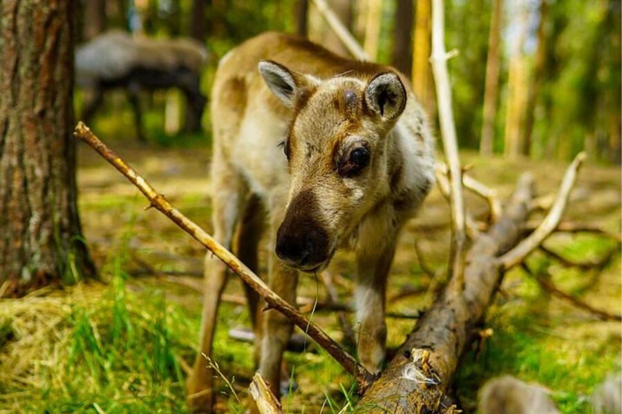Rovaniemi: Reindeer Farm Visit in the Summer - The Food Break: Finnish Snacks, Hot Drinks, and a Buffet Lunch