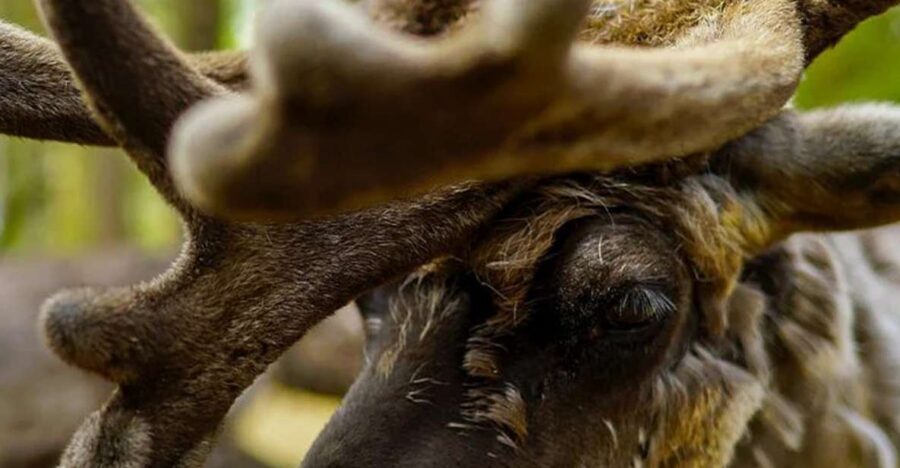 Rovaniemi: Reindeer Farm Visit in the Summer - The Real Value of This Experience: More Than Reindeer Photos
