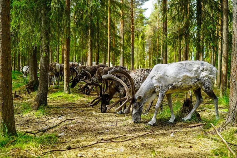 Rovaniemi: Reindeer Farm Visit in the Summer - Price and What $146 Buys in Rovaniemi