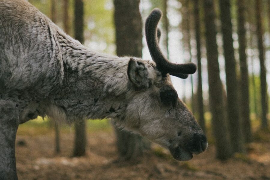 Rovaniemi: Reindeer Farm Visit with Photographer - From Rovaniemi to the Farm: What the Van Ride Feels Like