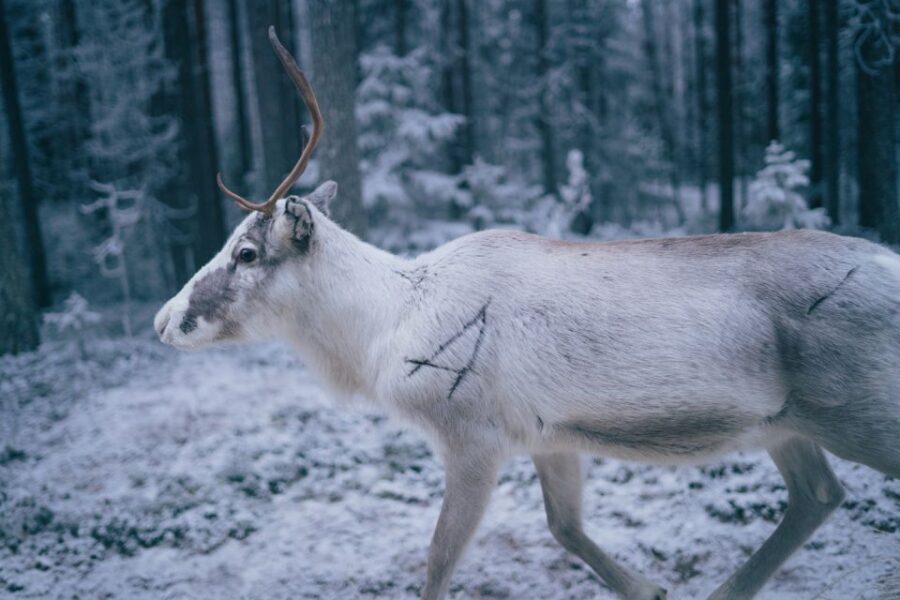 Rovaniemi: Reindeer Farm Visit with Photographer - The Photographer Factor: Why the Photos Are Part of the Value
