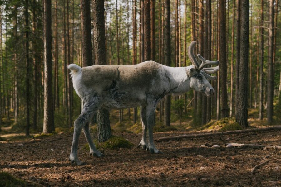 Rovaniemi: Reindeer Farm Visit with Photographer - What You Learn About Reindeer Life in Lapland