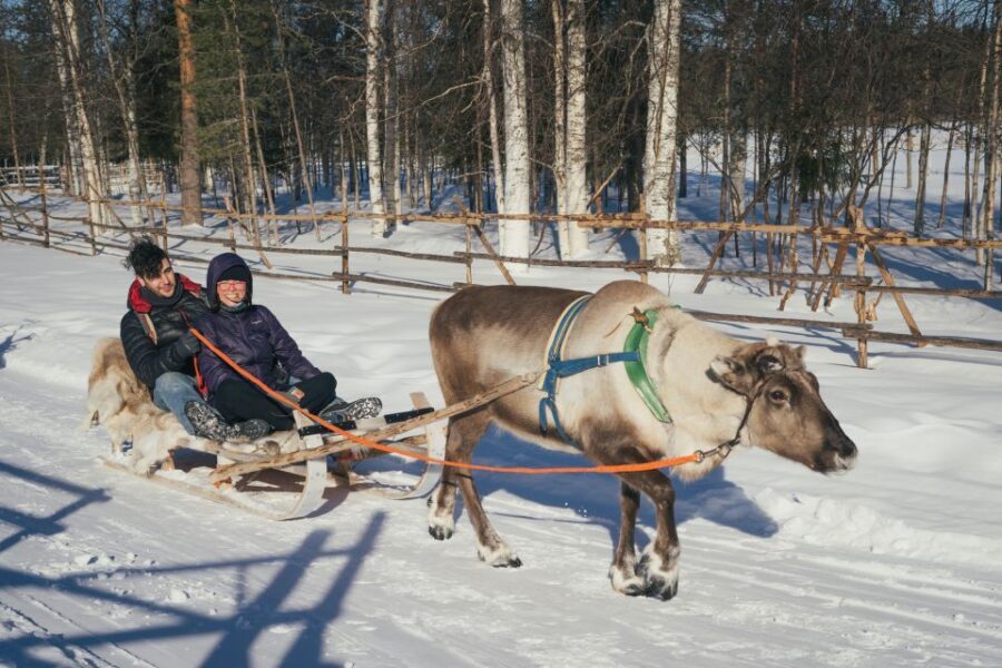 Rovaniemi: Reindeer Farm Visit with Photographer - Should You Book? My Take on the Best Use of Your Time in Rovaniemi