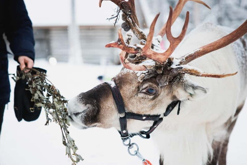 Rovaniemi: Reindeer, Huskies & Santa Claus Village - First Stop in Rovaniemi: Pickup and the Morning Flow