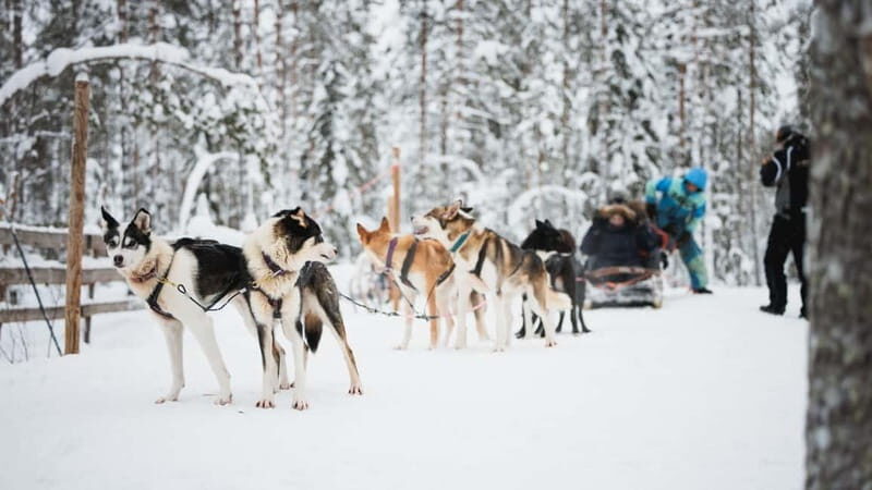 Rovaniemi: Reindeer, Huskies & Santa Claus Village - Santa Claus Village: Arctic Circle Crossing and Meeting Santa