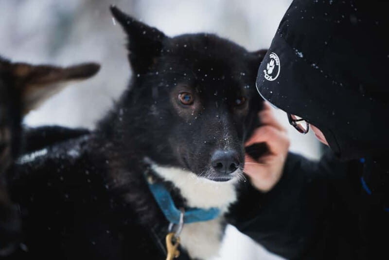 Rovaniemi: Reindeer, Huskies & Santa Claus Village - Winter Clothing: Staying Comfortable So You Enjoy the Outdoors