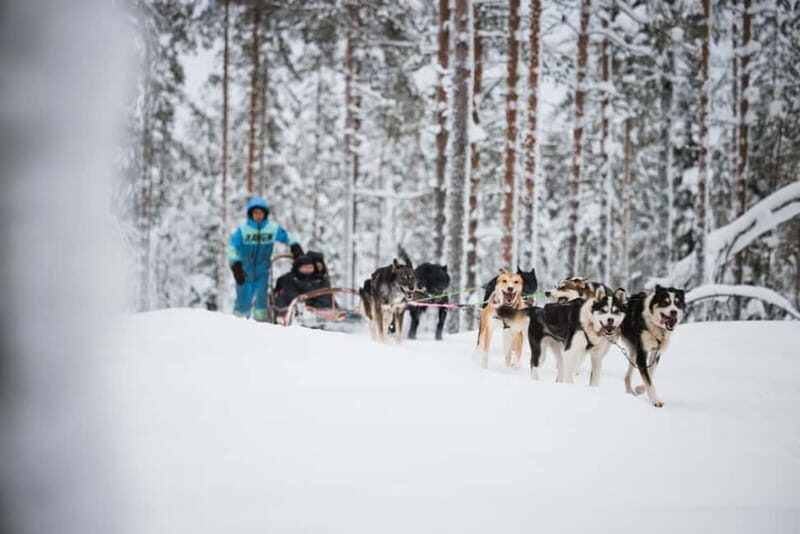 Rovaniemi: Reindeer, Huskies & Santa Claus Village - Group Size and Guide Style: What Makes the Day Work