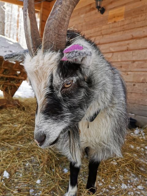 Rovaniemi: Reindeer, Huskies, Santa's Pets & Aurora Hunt - Key Highlights to Know Before You Go