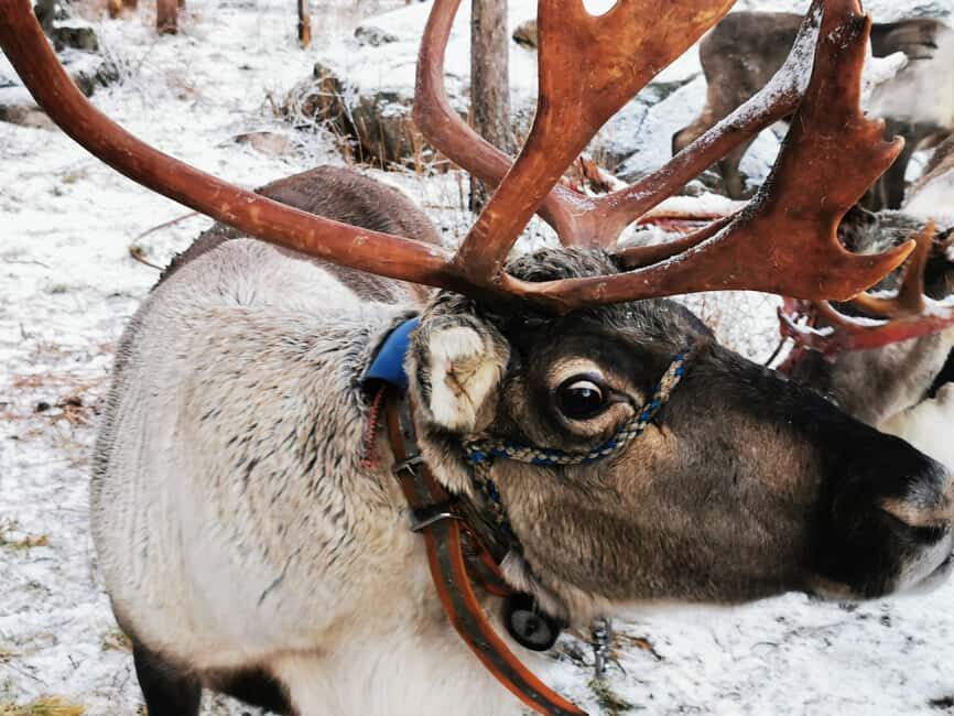 Rovaniemi: Reindeer, Huskies, Santa's Pets & Aurora Hunt - Santa’s Village Morning: Reindeer, Santa’s Pets, and That Arctic Circle Photo