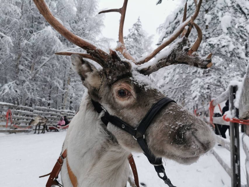 Rovaniemi: Reindeer, Huskies, Santa's Pets & Aurora Hunt - Husky Safari 500m: Fast Fun in a Small-Group Setup