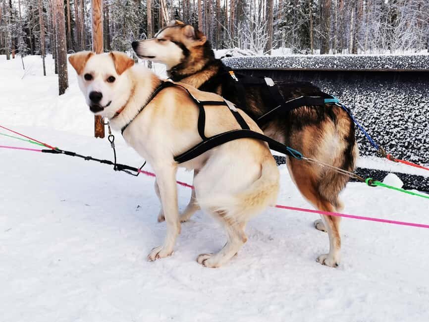 Rovaniemi: Reindeer, Huskies, Santa's Pets & Aurora Hunt - The Aurora Night: Two Spots, Smartphone Tips, and Lapland’s Dark Magic