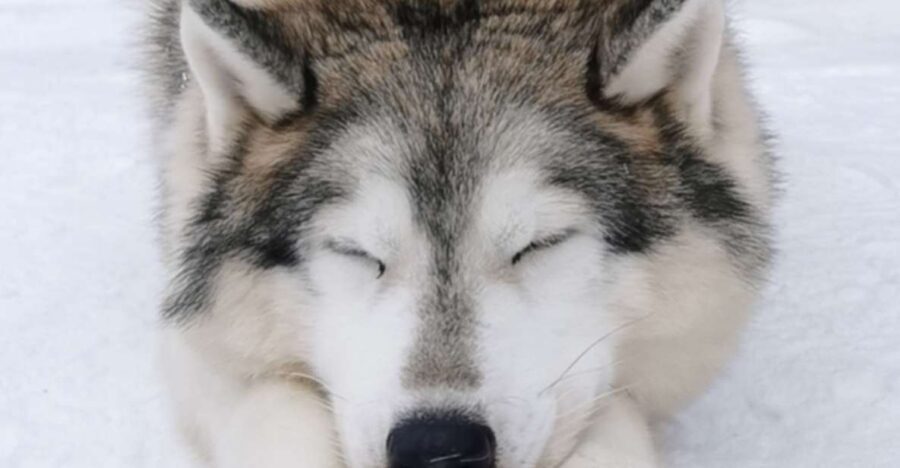 Rovaniemi: Reindeer, Huskies, Santa's Pets & Aurora Hunt - Who Should Book This Tour (and Who Might Not Love It)