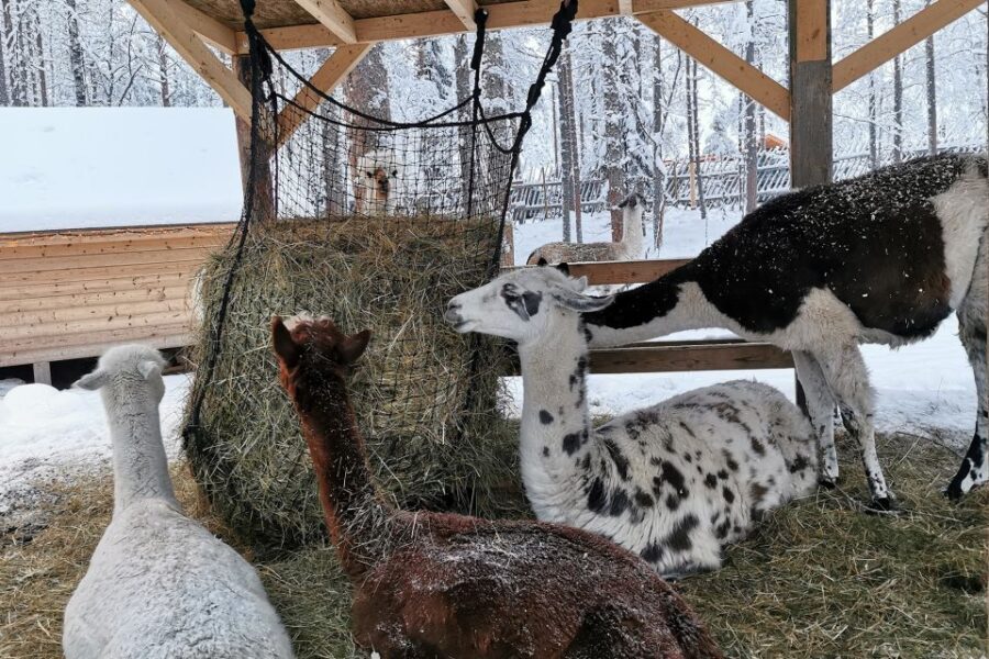 Rovaniemi: Reindeer, Huskies, Santa's Pets & Aurora Hunt - Should You Book Northern Future Oy’s Rovaniemi Reindeer, Huskies, Santa’s Pets, and Aurora Hunt?