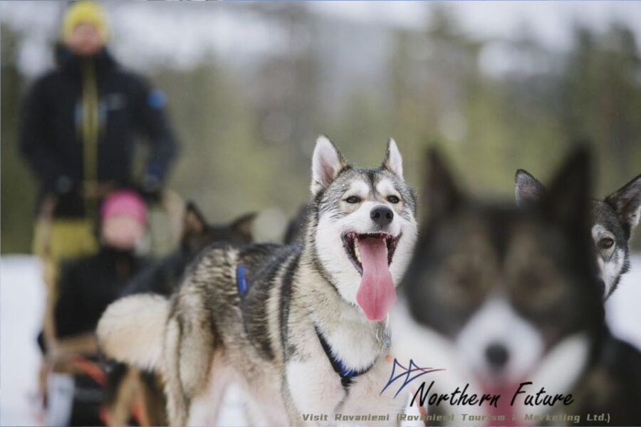 Rovaniemi: Reindeer, Huskies, Santa's Pets & Aurora Hunt - Reindeer Ride and Feeding: What the Short Distance Really Means